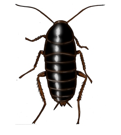 Blatta Orientale